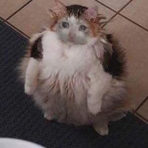 Meet your Posher, Chad